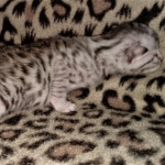 Mau, silver, female, DOB 4-1-20