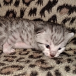 Mau, silver, female, DOB 4-1-20
