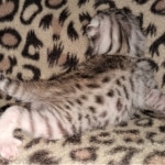 Mau, silver, female, DOB 4-1-20