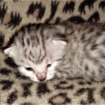 Mau, silver, female, DOB 4-1-20