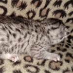 Mau, silver, female, DOB 4-1-20