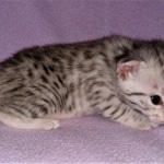 Mau, silver, female, DOB 4-1-20