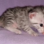 Mau, silver, female, DOB 4-1-20