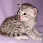 Mau, silver, female, DOB 4-1-20