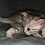 Joan ,Mau, silver, female, DOB 4-1-20