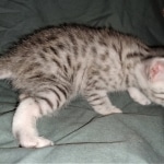 Joan ,Mau, silver, female, DOB 4-1-20