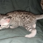 Joan ,Mau, silver, female, DOB 4-1-20