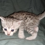 Joan ,Mau, silver, female, DOB 4-1-20