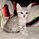 Joan ,Mau, silver, female, DOB 4-1-20