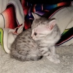 Joan ,Mau, silver, female, DOB 4-1-20