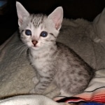 Joan ,Mau, silver, female, DOB 4-1-20