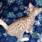 Joan ,Mau, silver, female, DOB 4-1-20