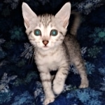 Joan ,Mau, silver, female, DOB 4-1-20