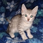 Joan ,Mau, silver, female, DOB 4-1-20