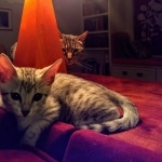 Joan ,Mau, silver, female, DOB 4-1-20