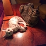 Joan ,Mau, silver, female, DOB 4-1-20