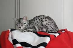 Mau Silver female #1 DOB 6-7-22