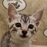 Egyptian Mau silver female #1DOB 6/7/22