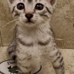 Egyptian Mau silver female #1DOB 6/7/22