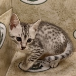 Egyptian Mau silver female #1DOB 6/7/22