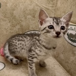 Egyptian Mau silver female #1DOB 6/7/22