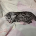 Egyptian Mau silver female #1DOB 6/7/22