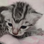 Egyptian Mau silver female #1DOB 6/7/22