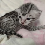 Egyptian Mau silver female #1DOB 6/7/22