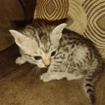 Egyptian Mau silver female #1DOB 6/7/22