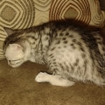 Egyptian Mau silver female #1DOB 6/7/22