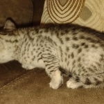 Egyptian Mau silver female #1DOB 6/7/22