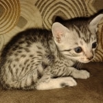 Egyptian Mau silver female #1DOB 6/7/22