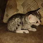 Egyptian Mau silver female #1DOB 6/7/22
