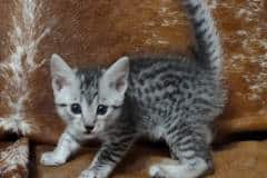 Mau Silver female #2 DOB 11-3-22 bigger spots