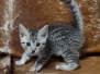 Mau Silver female #2 DOB 11-3-22 bigger spots
