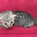 Mau silver female  DOB 11-3-22