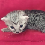 Mau silver female  DOB 11-3-22