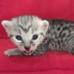 Mau silver female  DOB 11-3-22
