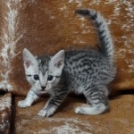 Mau silver female  DOB 11-3-22