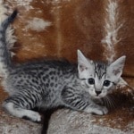 Mau silver female  DOB 11-3-22
