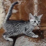 Mau silver female  DOB 11-3-22
