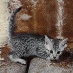 Mau silver female  DOB 11-3-22