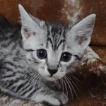 Mau silver female  DOB 11-3-22