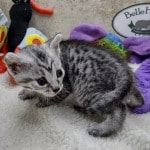 Mau silver female  DOB 11-3-22x