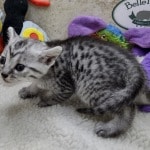 Mau silver female  DOB 11-3-22x