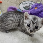 Mau silver female  DOB 11-3-22x