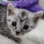 Mau silver female  DOB 11-3-22x