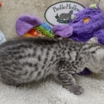 Mau silver female  DOB 11-3-22x