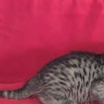 Mau silver female  DOB 11-3-22