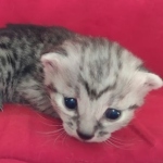 Mau silver female  DOB 11-3-22